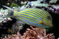 Acanthurus lineatus