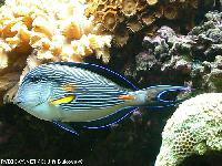 Acanthurus sohal