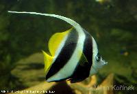 Heniochus acuminatus