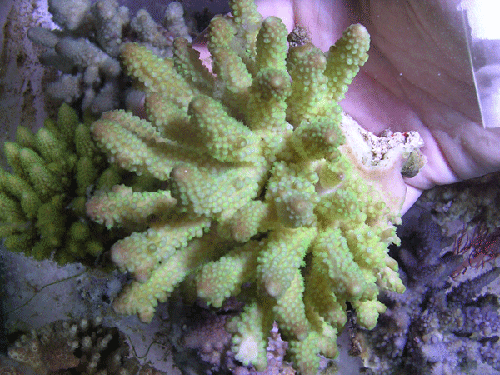 Acropora humillis