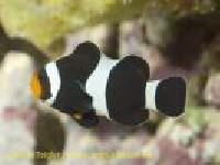Amphirion ocellaris black