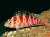 Cirrhithichtys falco